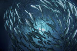 MME400241U
Circling school of jacks trevally above Liberty Wreck, Bali.