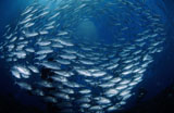 MME400242U
Circling school of jacks trevally above Liberty Wreck, Bali.