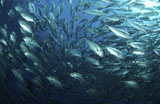 MME400243U
Circling school of jacks trevally above Liberty Wreck, Bali.