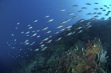 MME400246U
School of neon fusilier fish, North Sulawesi, Indonesia.