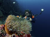 MME400253U
Anemonefish in a brown anemone with green tentacles, North Sulawesi.