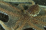 MME400263U
Mimic Octopus with arms spread out.