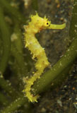 MME400271U
Bright yellow thorny seahorse coiled around green algae stalk.