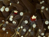 MME400277U
Mushroom coral ghost shrimps hiding among tentacles, North Sulawesi.