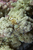 MME400288U