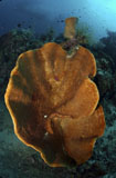 MME400292U
Orange and brown sponge, North Sulawesi, Indonesia.