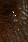 MME400317U