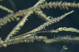 MME400347U