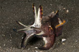 MME400357U
Cuttlefish with tentacles extended, North Sulawesi.