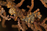 MME400366U
Pair of yellow pygmy seahorse, North Sulawesi.