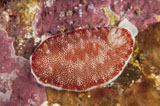 MME400372U