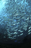 MME400411U
Circular school of trevally with sunburst, Bali, Indonesia.