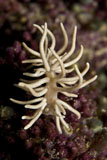 MME400437U
