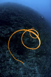 MME400445U
Spiralling orange sea whip, North Sulawesi, Indonesia.