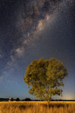 PHA100047S
Milky Way and tree in moonlight, Parkes, Australia.