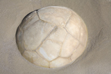 RRS300163S
Moeraki Boulder, Koekohe Beach, New Zealand.