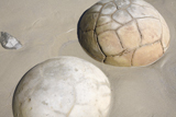 RRS300164S
Moeraki Boulders, Koekohe Beach, New Zealand.