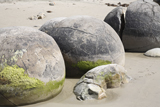 RRS300174S
Moeraki Boulders, Koekohe Beach, New Zealand.