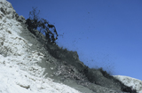 RRS300221S
Natrocarbonatite lava flow from flank of hornito at Ol Doinyo Lengai volcano, Tanzania, Africa.