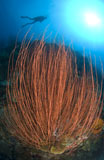 SJN400081U