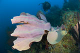 SJN400104U
Purple elephant ear sponge with diver, Papua New Guinea.