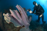 SJN400105U
Purple elephant ear sponge with diver, Papua New Guinea.