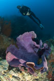 SJN400106U
Purple elephant ear sponge with diver, Papua New Guinea.