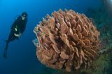 SJN400108U
Barrel sponge and diver, Papua New Guinea.