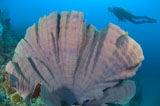 SJN400109U
Purple elephant ear sponge with diver, Papua New Guinea.