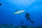 SJN400127U
Gray reef shark with divers, Papua New Guinea.