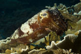 SJN400129U
Broadclub Cuttlefish, Papua New Guinea.