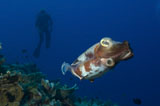 SJN400130U
Broadclub Cuttlefish with diver, Papua New Guinea.