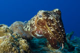 SJN400131U
Broadclub Cuttlefish, Papua New Guinea.