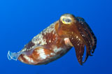 SJN400132U
Broadclub Cuttlefish, Papua New Guinea.