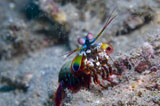 SJN400148U
Close-up view of a Mantis Shrimp, Papua New Guinea.