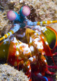 SJN400149U
Close-up view of a Mantis Shrimp, Papua New Guinea.