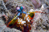 SJN400150U
Close-up view of a Mantis Shrimp, Papua New Guinea.