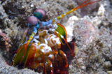 SJN400151U
Close-up view of a Mantis Shrimp, Papua New Guinea.