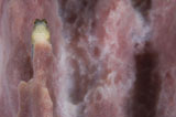SJN400164U
Striped blenny on a pink sponge, Papua New Guinea.