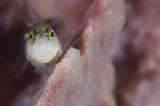 SJN400165U
Striped blenny on a pink sponge, Papua New Guinea.