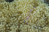 SJN400173U