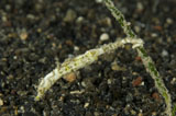SJN400174U
Shortpouch pygmy pipehorse clinging to sea grass, Papua New Guinea.
