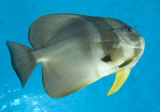 SJN400206U