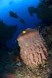 SJN400208U
A diver looks on at a giant barrel sponge, Papua New Guinea.