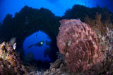 SJN400210U
A diver looks on at a giant barrel sponge, Papua New Guinea.