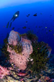 SJN400211U
A diver looks on at a giant barrel sponge, Papua New Guinea.