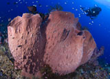 SJN400212U
A diver looks on at a giant barrel sponge, Papua New Guinea.