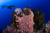 SJN400213U
A diver looks on at a giant barrel sponge, Papua New Guinea.