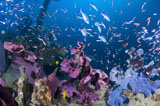 SJN400297U
Fish swarm over a shipwreck that is covered in elephant ear sponge.