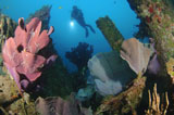 SJN400299U
Elephant ear sponge attached to a shipwreck, Solomon Islands.